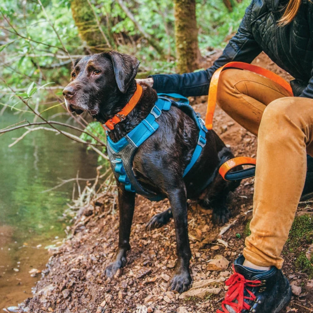 Kurgo Journey Dog Harness Blue
